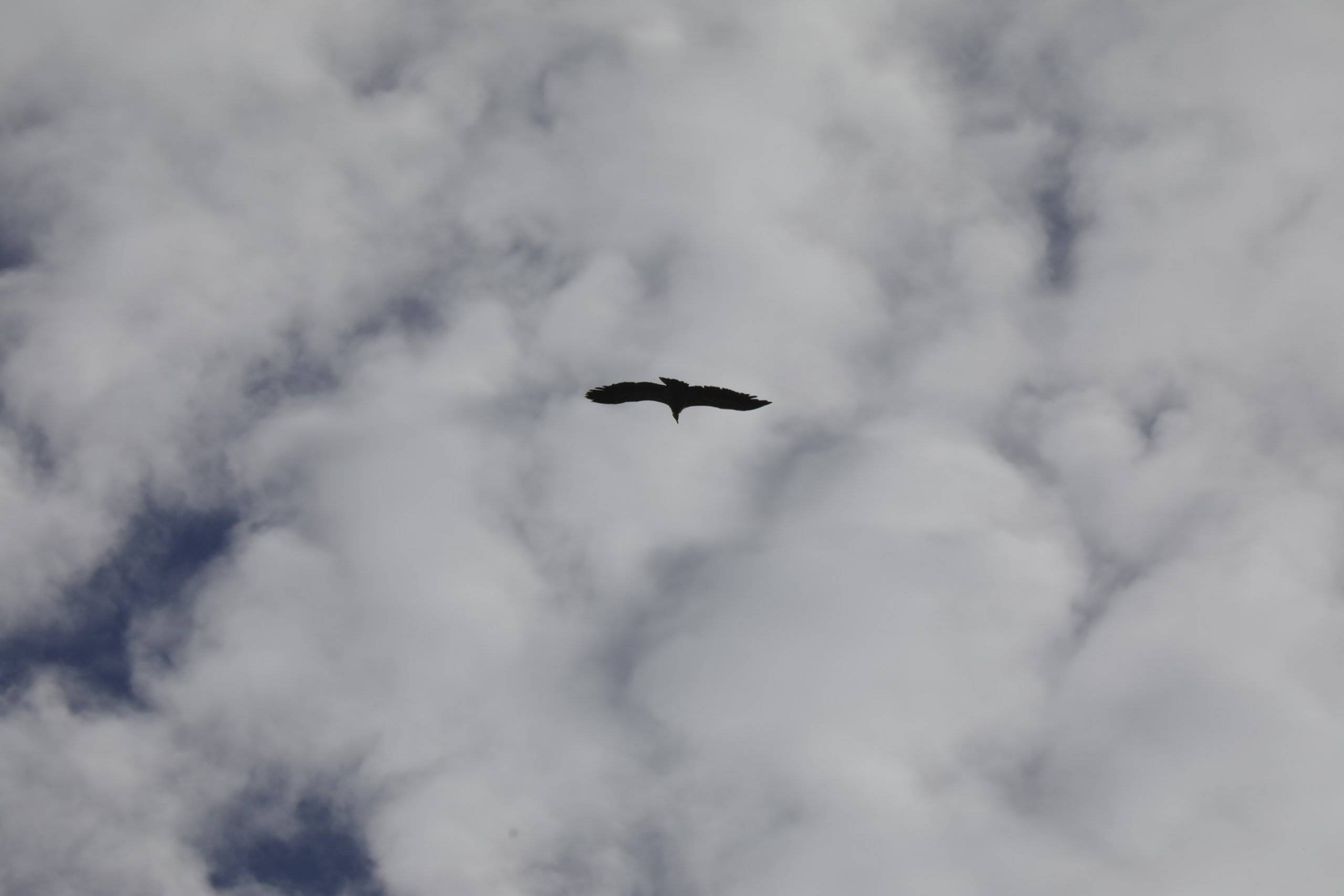 Ave durante el vuelo.