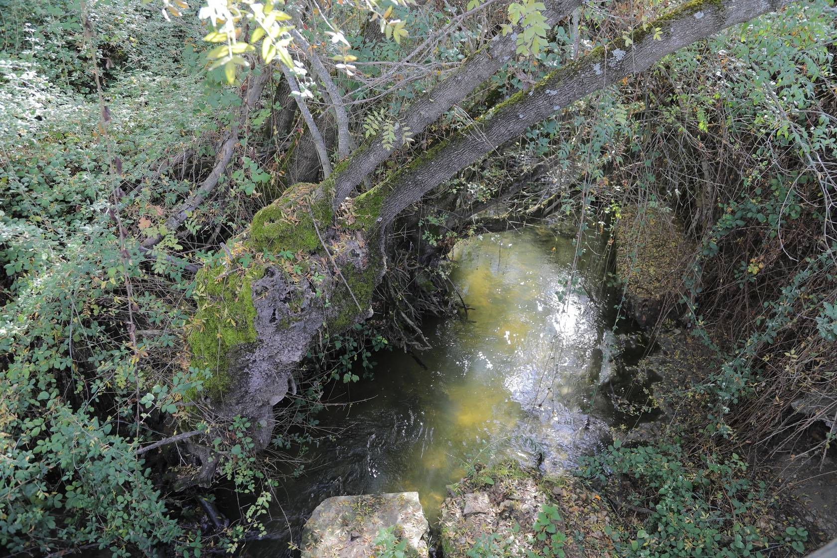 Imagen del río Aulencia.