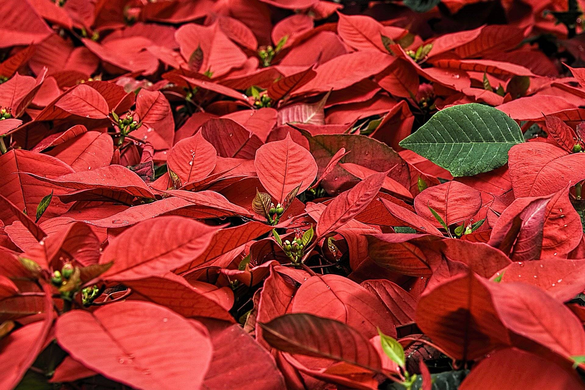 flor de pascua