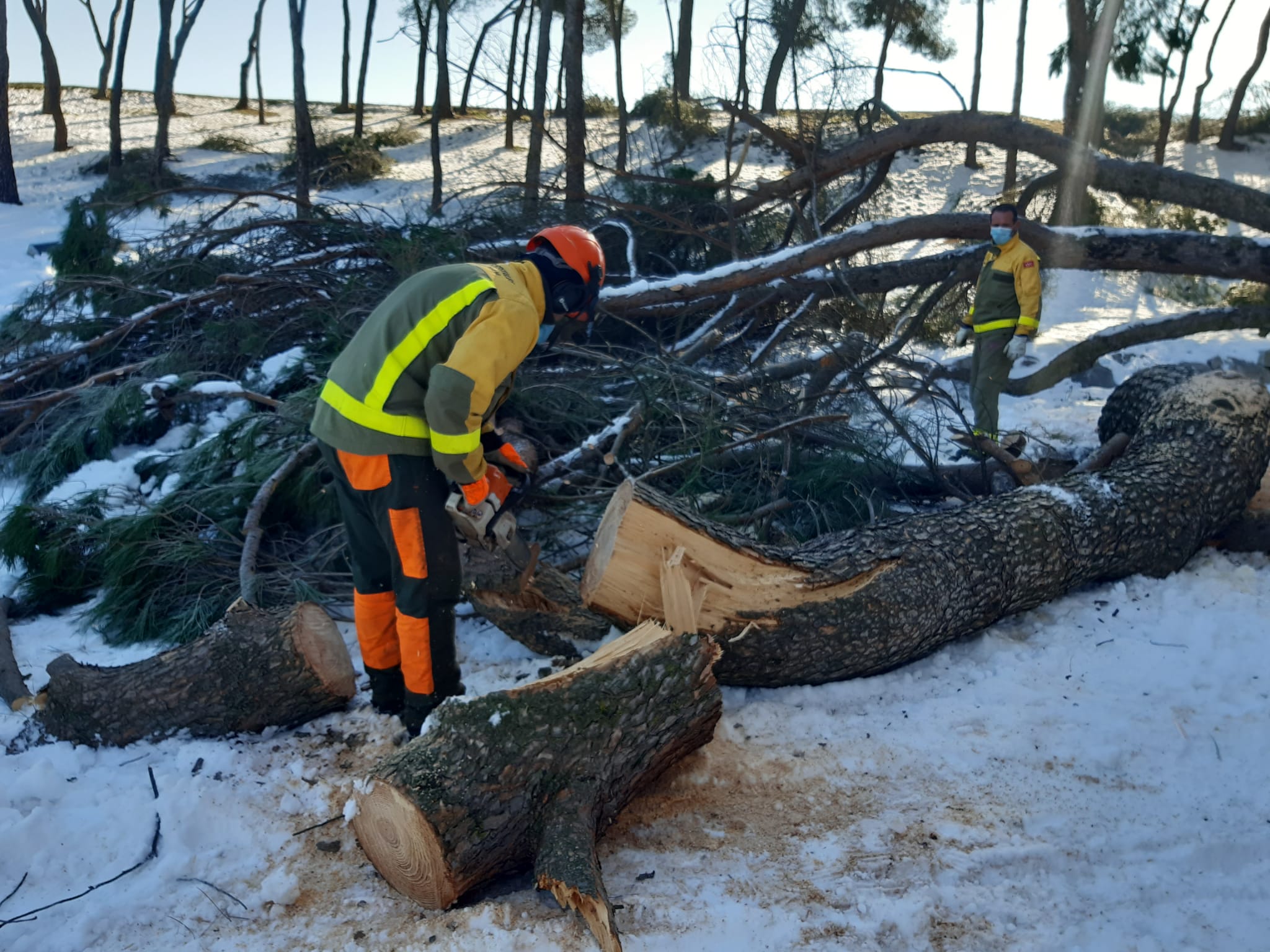 Agentes de las Brigadas Forestales colaborando en la retirada de árboles dañados.