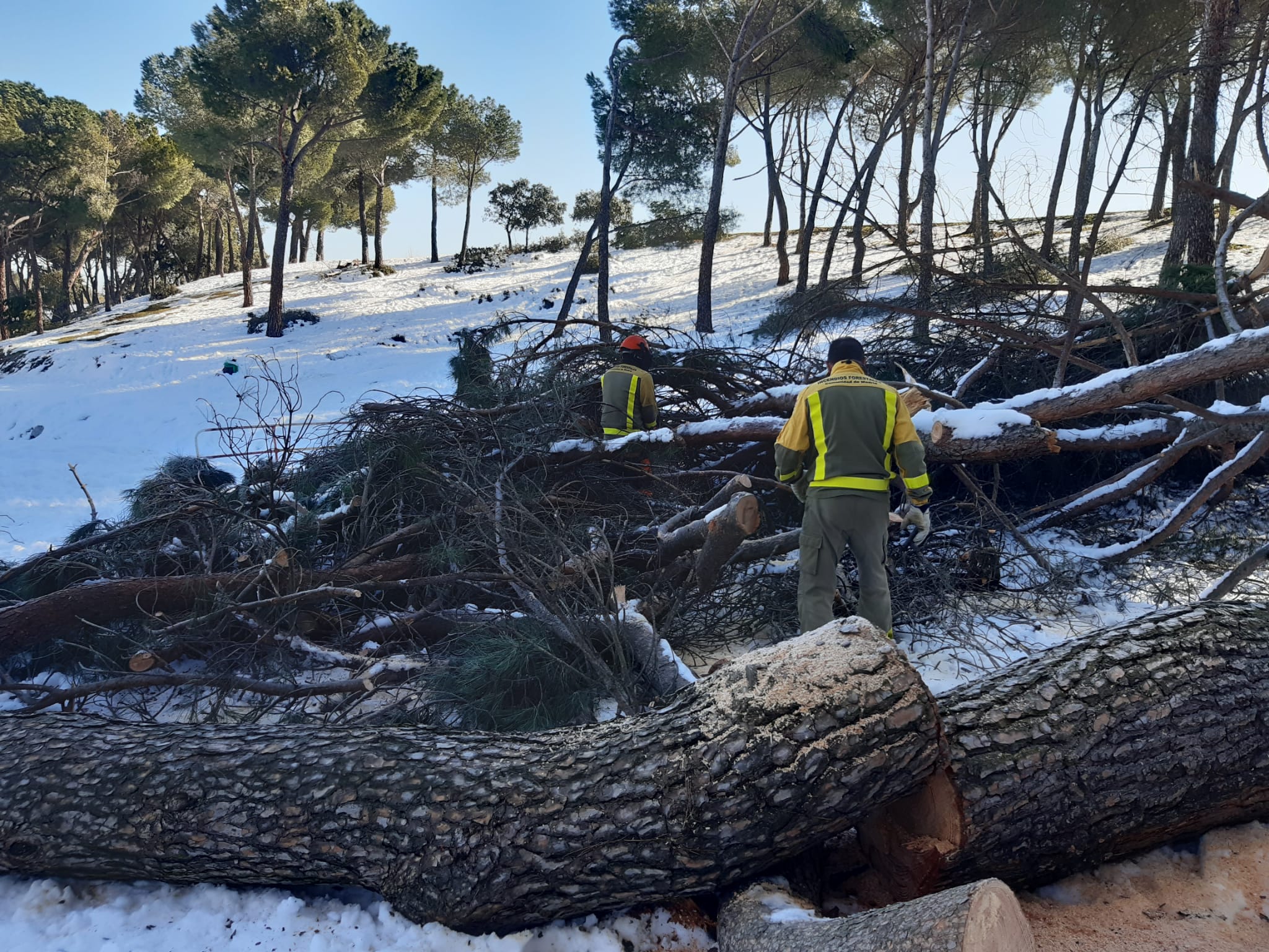 Agentes de las Brigadas Forestales colaborando en la retirada de árboles dañados.