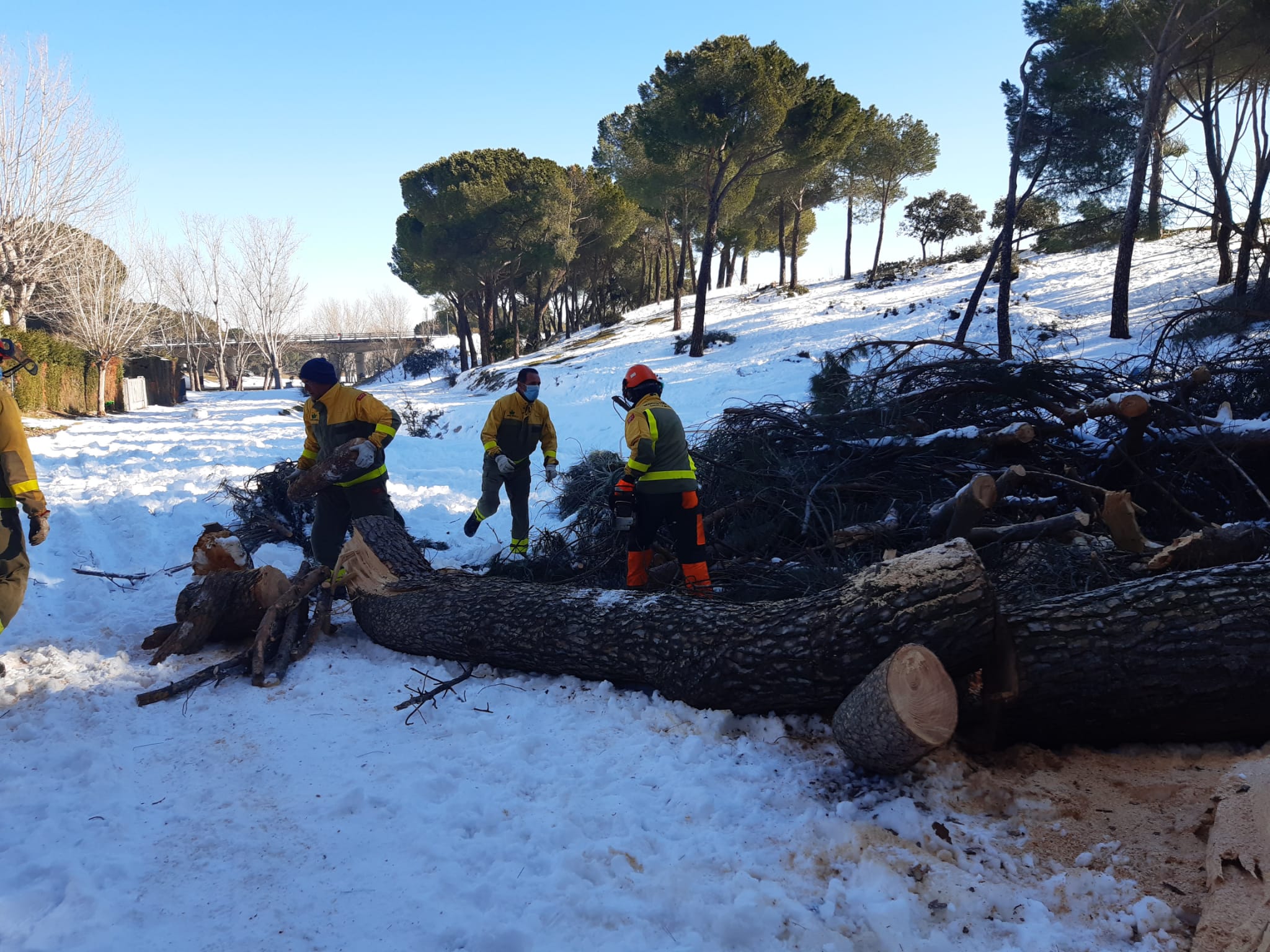 Agentes de las Brigadas Forestales colaborando en la retirada de árboles dañados.