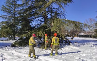 Agentes forestales realizando los trabajos.
