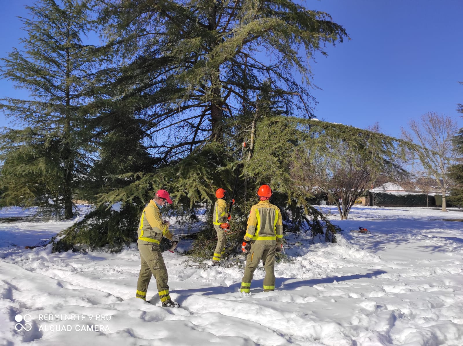 Agentes forestales realizando los trabajos.