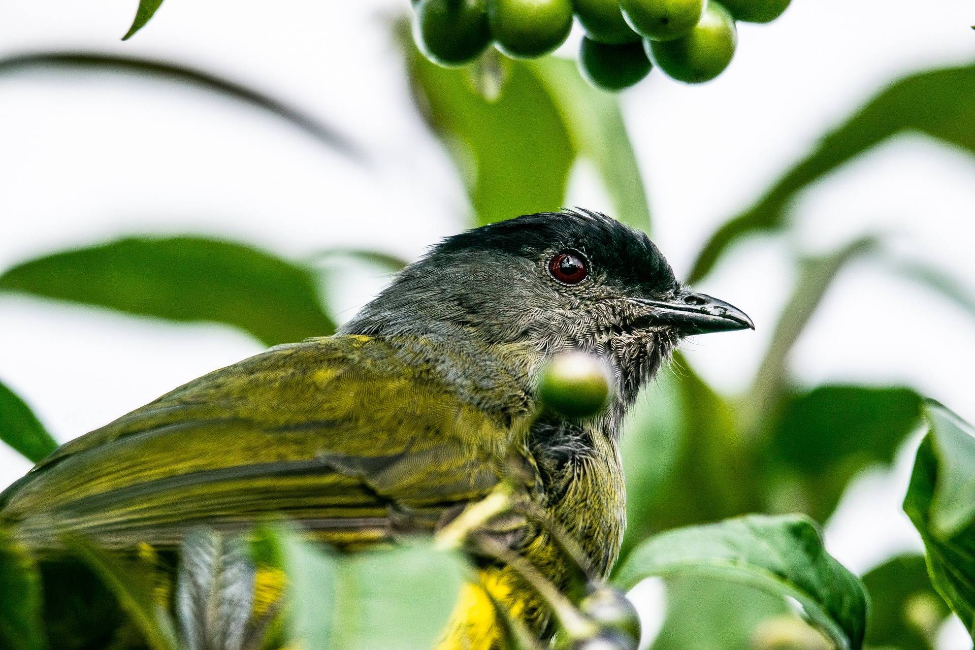 Imagen pájaro