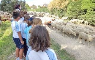 Alumnos del colegio Zola Villafranca viendo el paso de las ovejas.