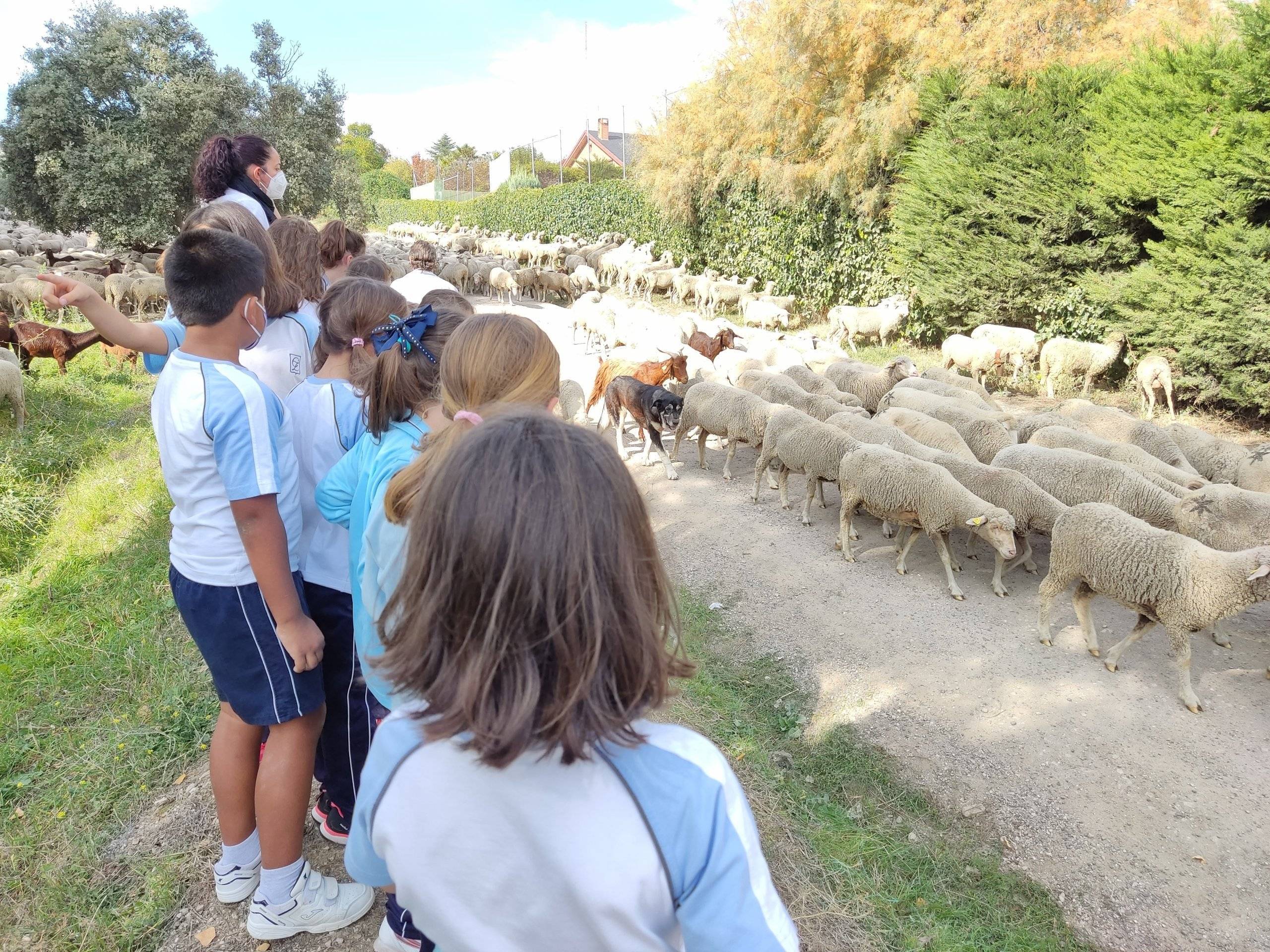 Alumnos del colegio Zola Villafranca viendo el paso de las ovejas.
