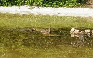Imagen de la familia de patos a su regreso.