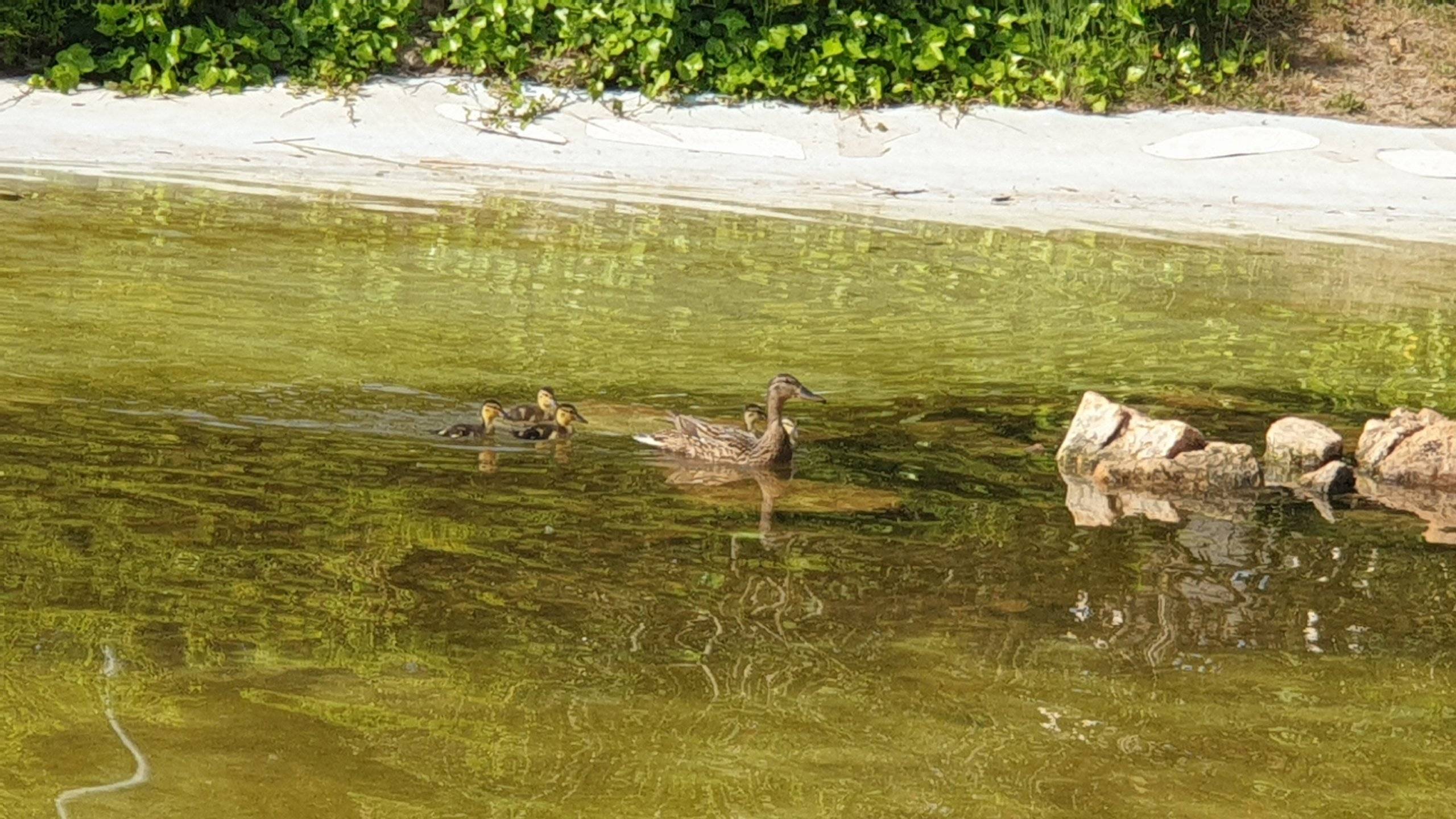 Imagen de la familia de patos a su regreso.