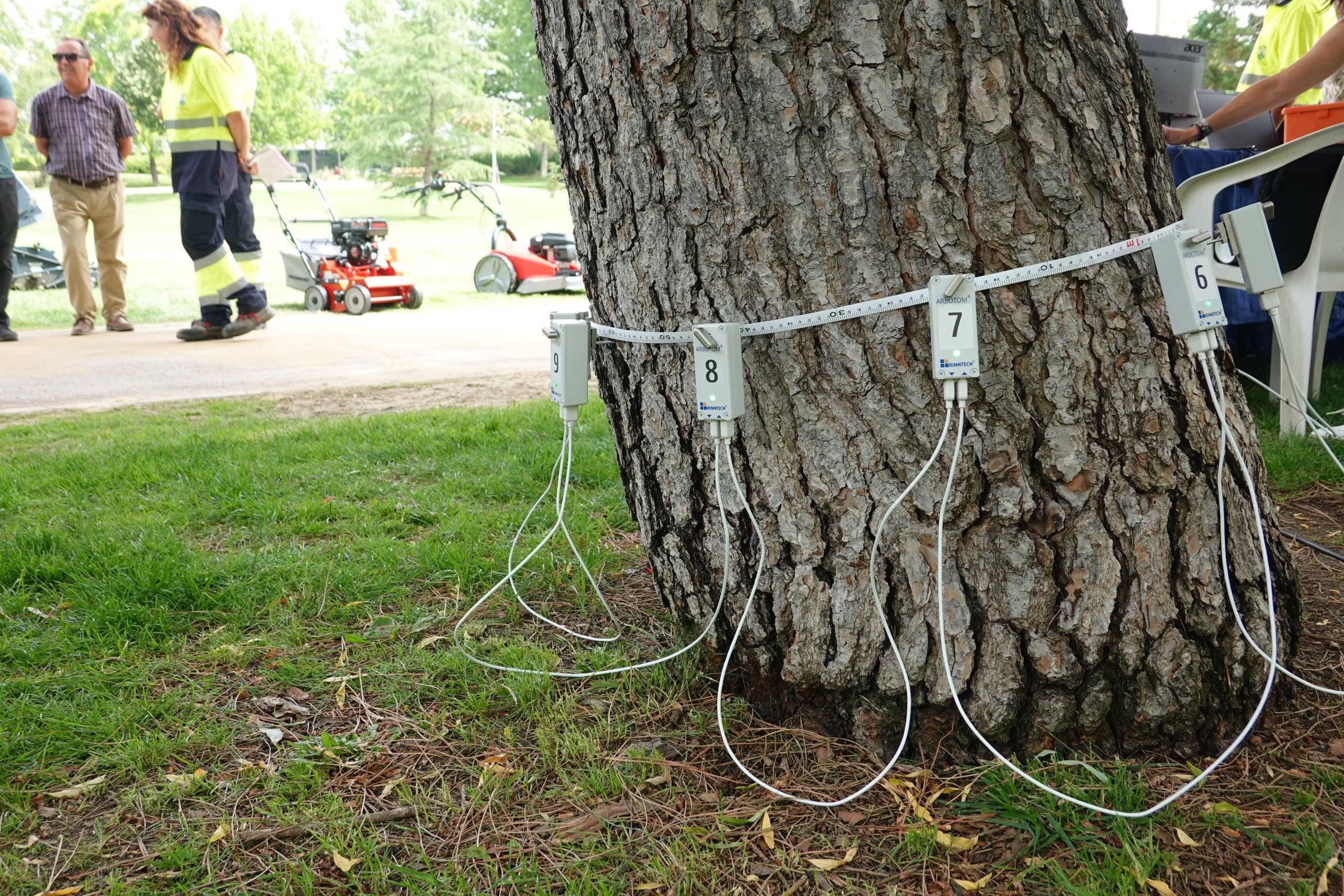 Sensores del tomógrafo en un árbol.