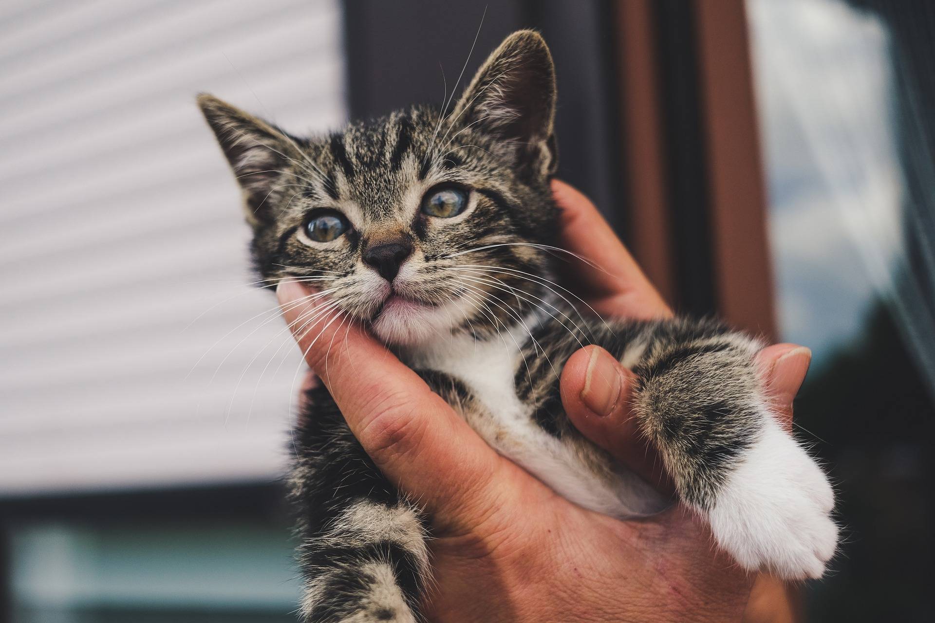 Gato en manos de una persona.