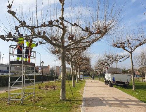 En marcha las labores de poda y mantenimiento del arbolado urbano