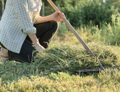 El Ayuntamiento solicita la limpieza de parcelas urbanas para prevenir incendios