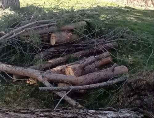 La retirada de los árboles caídos se prolongará durante las próximas semanas