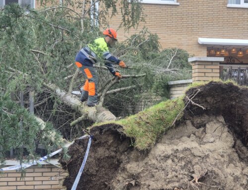 El Ayuntamiento trabaja para restablecer la normalidad tras la caída de más de 200 árboles por el viento