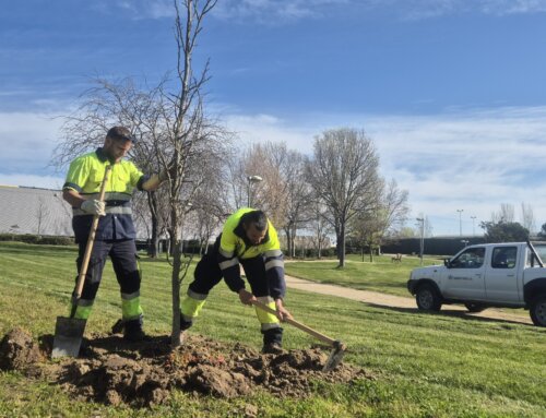 El Ayuntamiento planta nuevo arbolado urbano