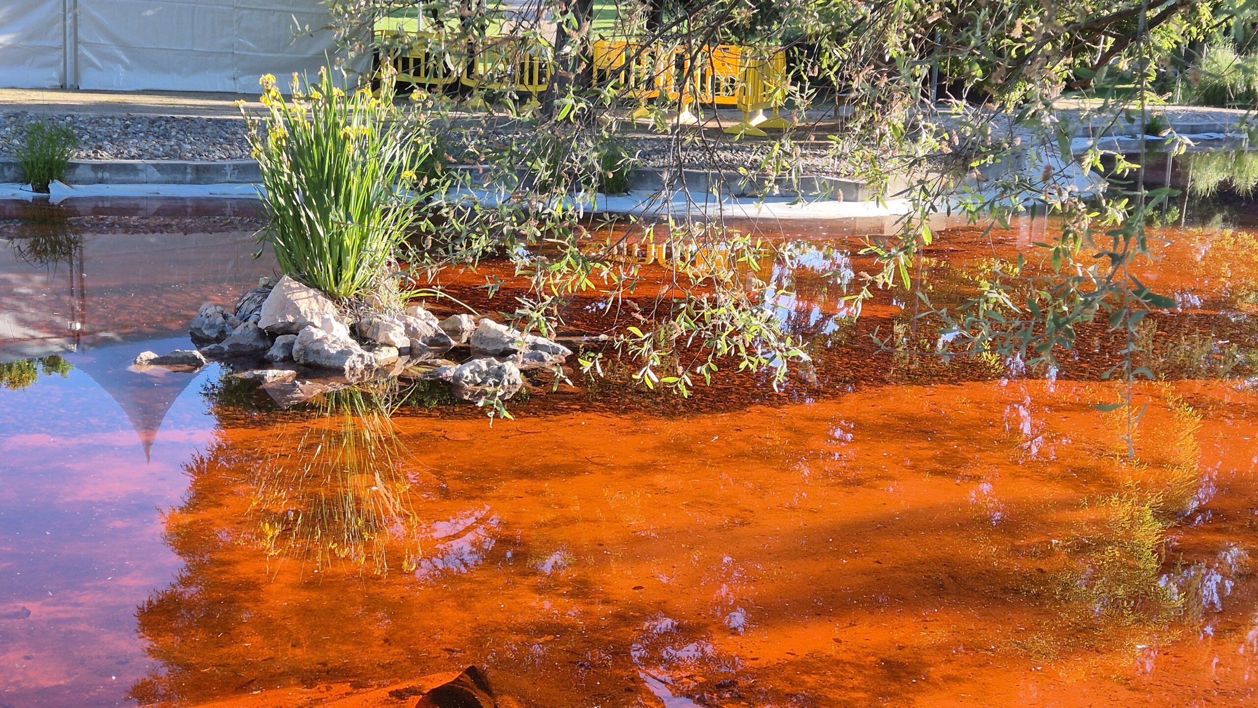 Estanque de La Baltasara con el agua teñida de rojo.
