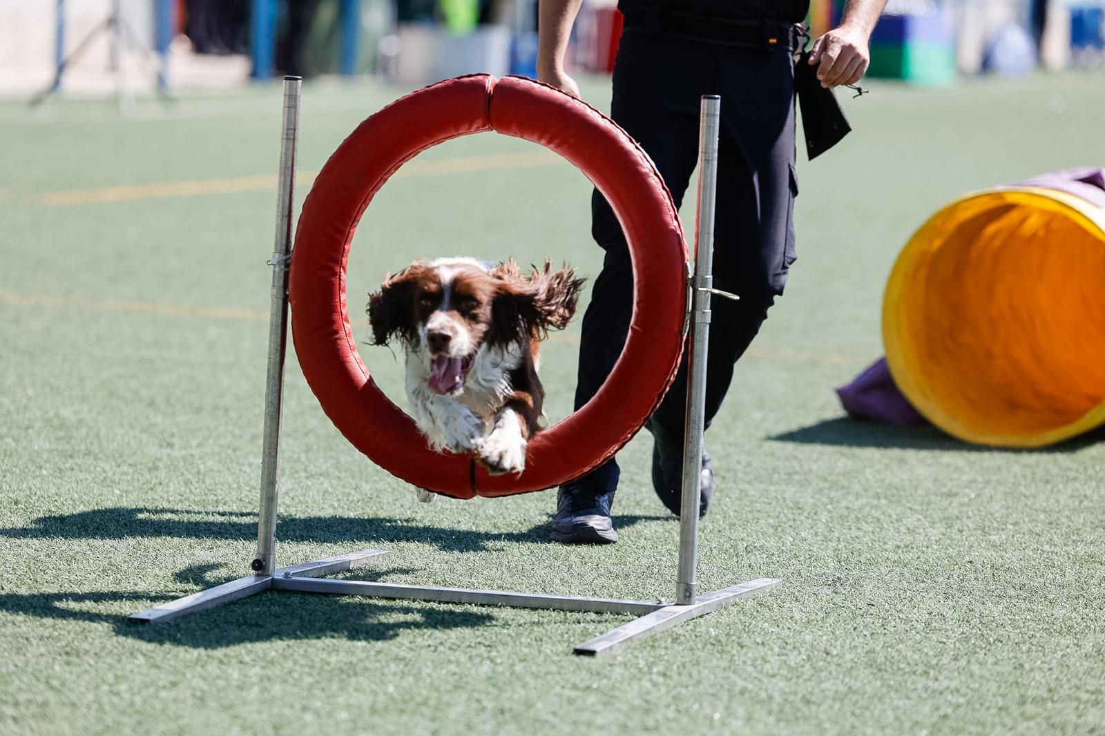 Exhibición en la ceremonia de clausura de las Jornadas Policiales y Militares de Guías Caninos.