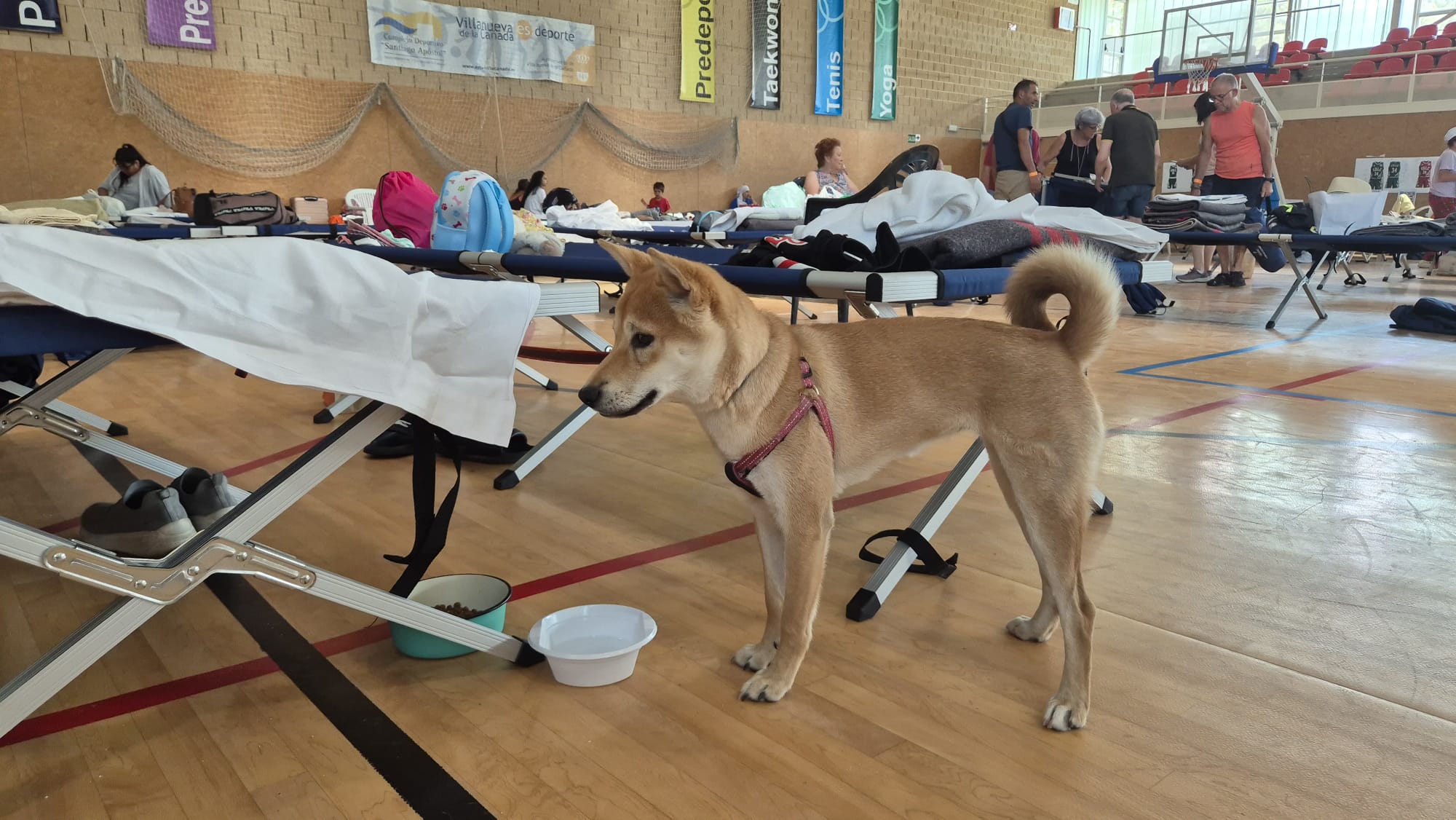 Finaliza la acogida de las personas evacuadas.