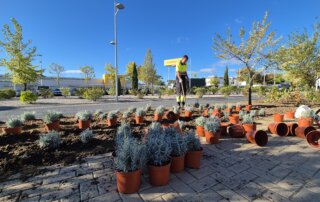 Reposición de arbustos en la avenida de Madrid.