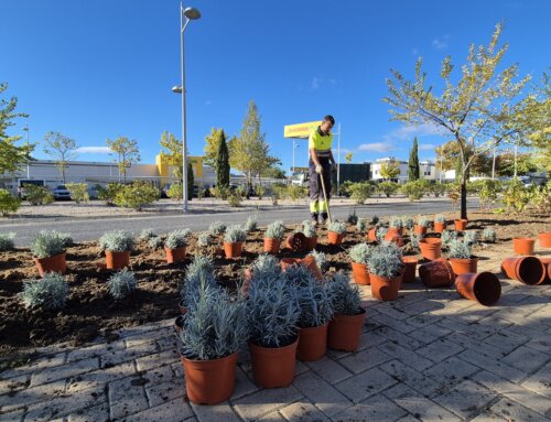 El Ayuntamiento repone cerca de 4.000 arbustos en la avenida de Madrid