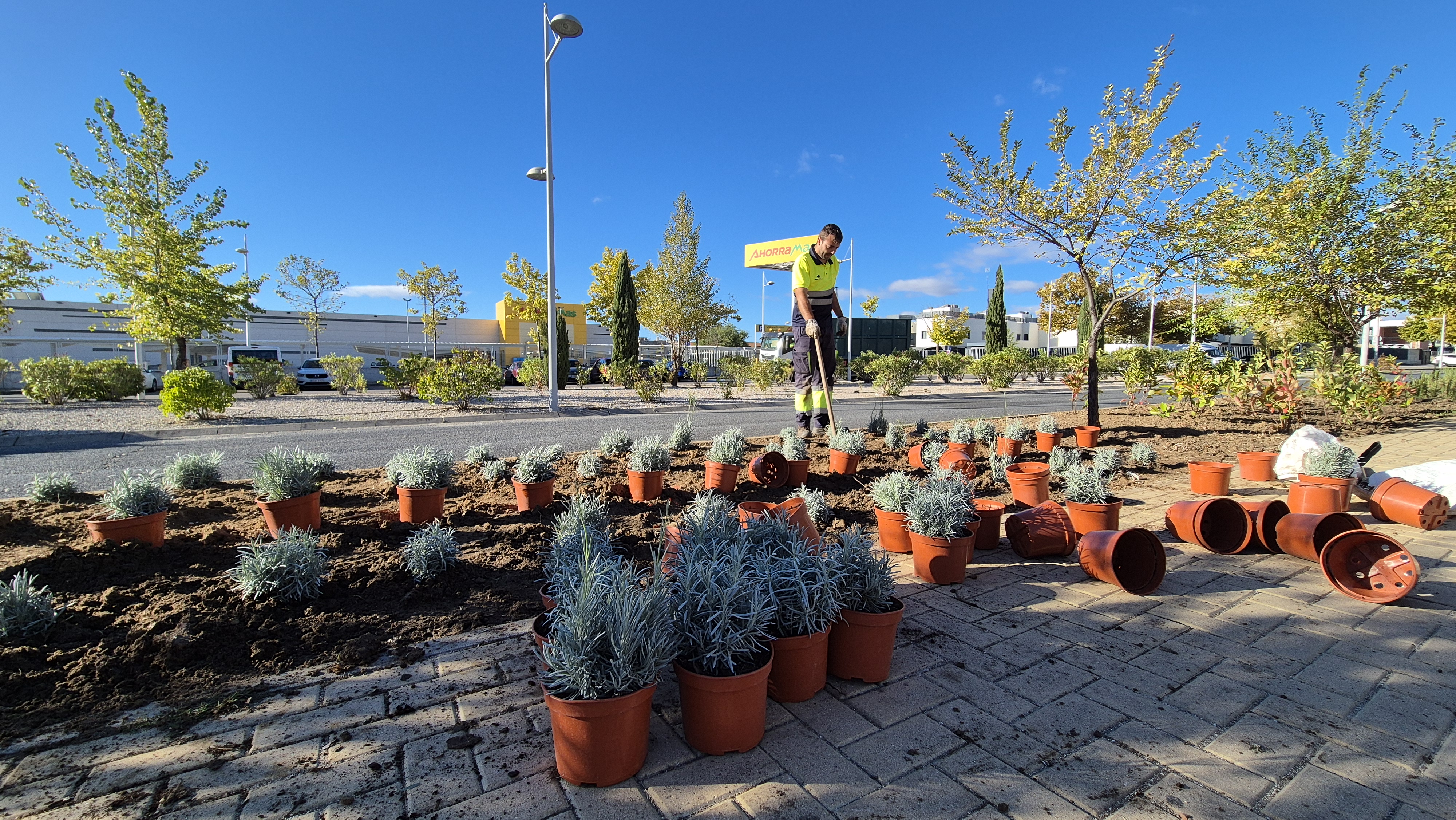Reposición de arbustos en la avenida de Madrid.